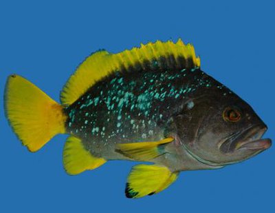 Фото Групер желто-голубой Epinephelus flavocaeruleus  (photo#118827)