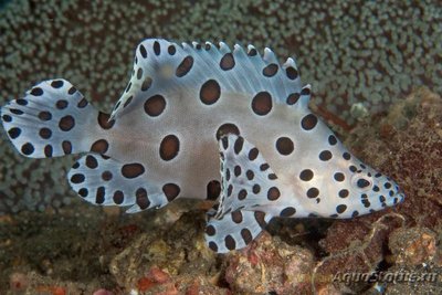 Фото Групер леопардовый Cromileptes altivelis  (photo#118838)