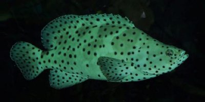 Фото Групер леопардовый Cromileptes altivelis  (photo#118839)