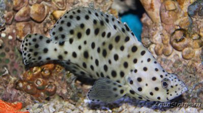 Фото Групер леопардовый Cromileptes altivelis  (photo#118840)