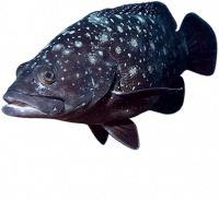Фото Групер сумана Epinephelus summana  (photo#118867)