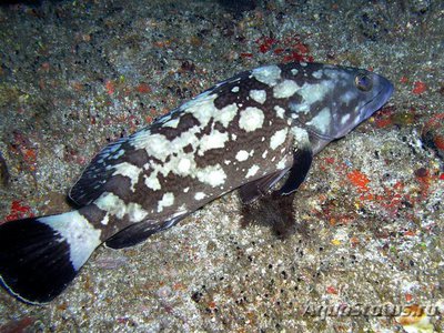Фото Групер сумана Epinephelus summana  (photo#118868)