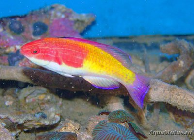 Фото Губан Cirrhilabrus bathyphilus  (photo#118897)
