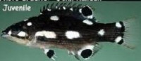 Фото Губан Бодиан бенгальский Bodianus neilli  (photo#118967)