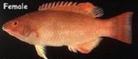Фото Губан Бодиан бенгальский Bodianus neilli  (photo#118968)