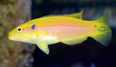 Фото Губан бодиан двупятнистый Bodianus bimaculatus  (photo#118973)