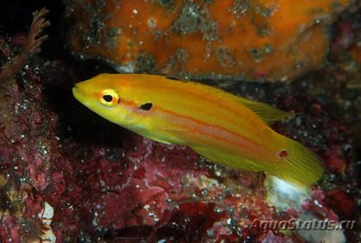 Фото Губан бодиан двупятнистый Bodianus bimaculatus  (photo#118974)