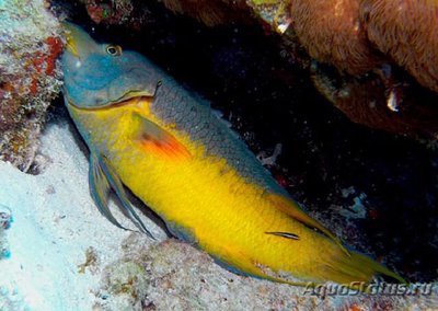 Фото Губан Бодиан испанский руфус Bodianus rufus  (photo#118992)