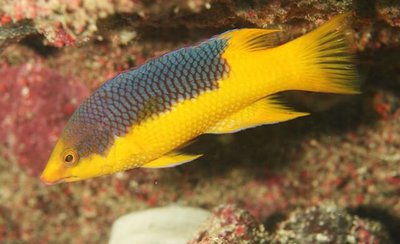 Фото Губан Бодиан испанский руфус Bodianus rufus  (photo#118993)