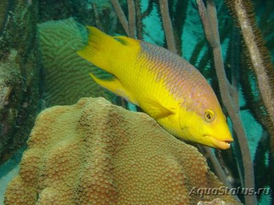 Фото Губан Бодиан испанский руфус Bodianus rufus  (photo#118994)