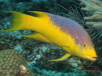 Фото Губан Бодиан испанский руфус Bodianus rufus  (photo#118995)