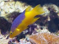 Фото Губан Бодиан испанский руфус Bodianus rufus  (photo#118997)