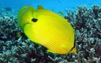 Фото Бабочка андаманская Chaetodon andamanensis  (photo#119041)