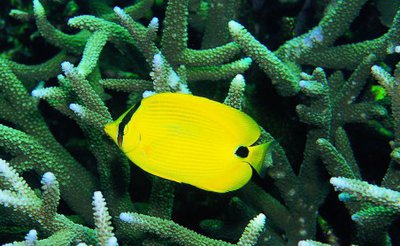 Фото Бабочка андаманская Chaetodon andamanensis  (photo#119042)