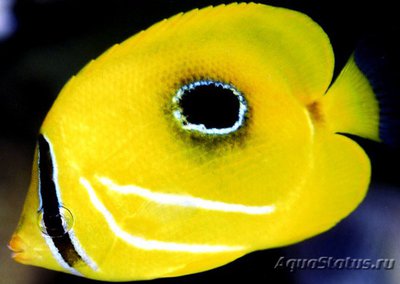 Фото Бабочка Беннетта Chaetodon bennetti  (photo#119053)