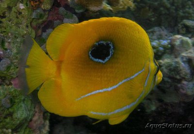 Фото Бабочка Беннетта Chaetodon bennetti  (photo#119055)