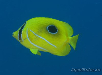 Фото Бабочка Беннетта Chaetodon bennetti  (photo#119057)
