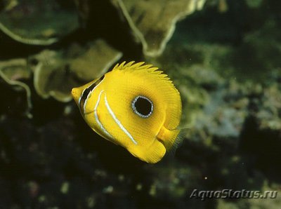 Фото Бабочка Беннетта Chaetodon bennetti  (photo#119058)