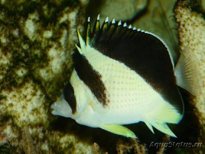 Фото Бабочка Бургесса Chaetodon burgessi  (photo#119059)