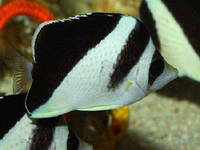 Фото Бабочка Бургесса Chaetodon burgessi  (photo#119060)