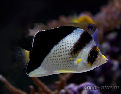 Фото Бабочка Бургесса Chaetodon burgessi  (photo#119062)