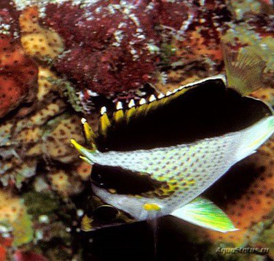 Фото Бабочка Бургесса Chaetodon burgessi  (photo#119063)