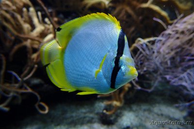 Фото Бабочка глазчатая Chaetodon ocellatus  (photo#119087)