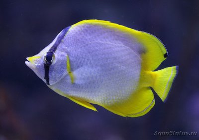 Фото Бабочка глазчатая Chaetodon ocellatus  (photo#119088)