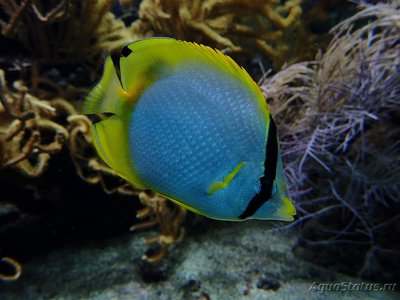 Фото Бабочка глазчатая Chaetodon ocellatus  (photo#119089)