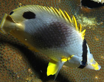 Фото Бабочка глазчатая Chaetodon ocellatus  (photo#119090)