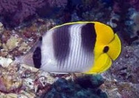 Фото Бабочка двупятнистая Chaetodon ulietensis  (photo#119092)