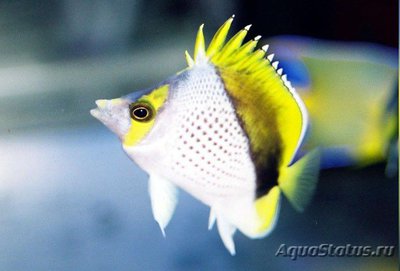 Бабочка декливес (Chaetodon declivis)