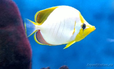 Фото Бабочка желтоголовая ксантоцефалус Chaetodon xanthocephalus  (photo#119101)