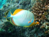 Фото Бабочка желтоголовая ксантоцефалус Chaetodon xanthocephalus  (photo#119102)