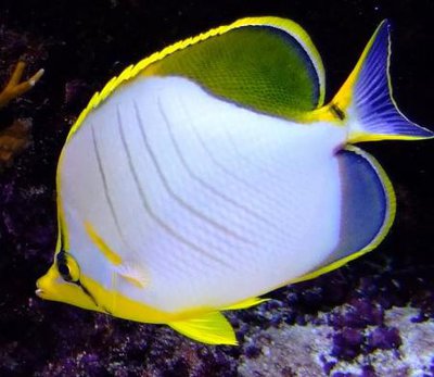 Фото Бабочка желтоголовая ксантоцефалус Chaetodon xanthocephalus  (photo#119103)