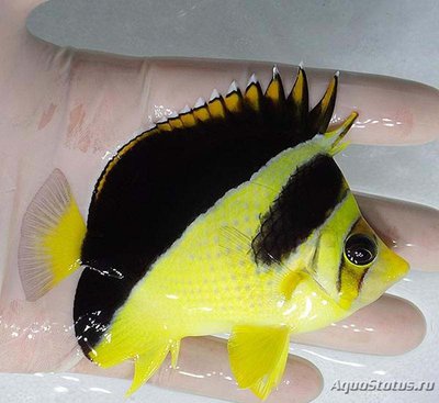 Фото Бабочка индийская Chaetodon mitratus  (photo#119108)