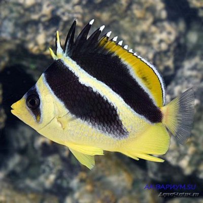 Фото Бабочка индийская Chaetodon mitratus  (photo#119109)