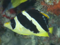 Фото Бабочка индийская Chaetodon mitratus  (photo#119110)