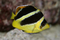 Фото Бабочка индийская Chaetodon mitratus  (photo#119111)