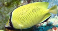 Фото Бабочка лимонная Chaetodon citrinellus  (photo#119117)