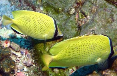 Фото Бабочка лимонная Chaetodon citrinellus  (photo#119118)