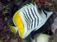 Фото Бабочка мертенси Chaetodon mertensii  (photo#119144)