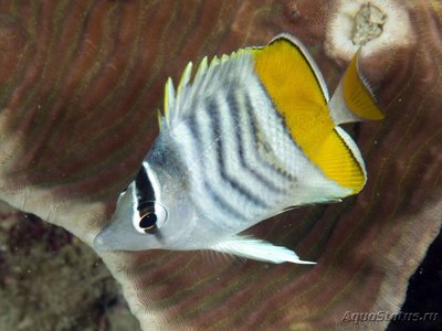 Фото Бабочка мертенси Chaetodon mertensii  (photo#119145)