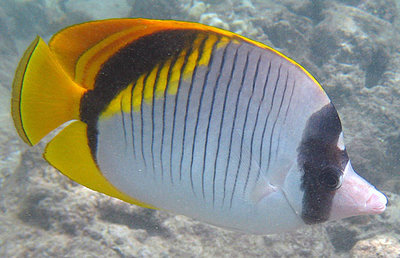 Фото Бабочка молочная линейная Chaetodon lineolatus  (photo#119151)