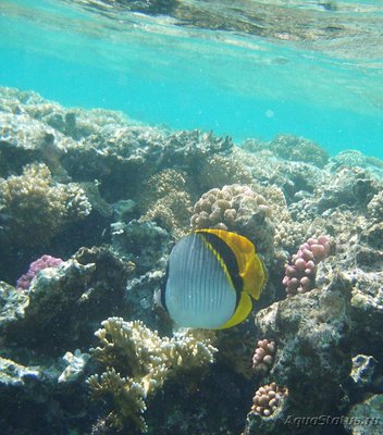 Фото Бабочка молочная линейная Chaetodon lineolatus  (photo#119152)