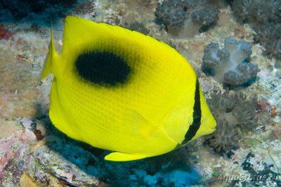 Фото Бабочка овальнопятнистая спекулум Chaetodon speculum  (photo#119154)
