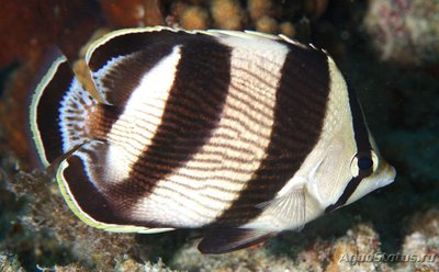 Фото Бабочка Полосатая Chaetodon striatus  (photo#119175)