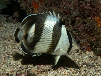 Фото Бабочка Полосатая Chaetodon striatus  (photo#119176)