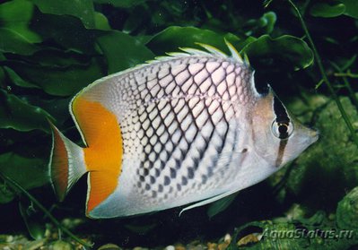 Фото Бабочка сетчатая оранжевохвостая ксантурус Chaetodon xanthurus  (photo#119193)