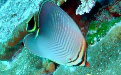 Фото Бабочка треугольная Chaetodon triangulum  (photo#119215)